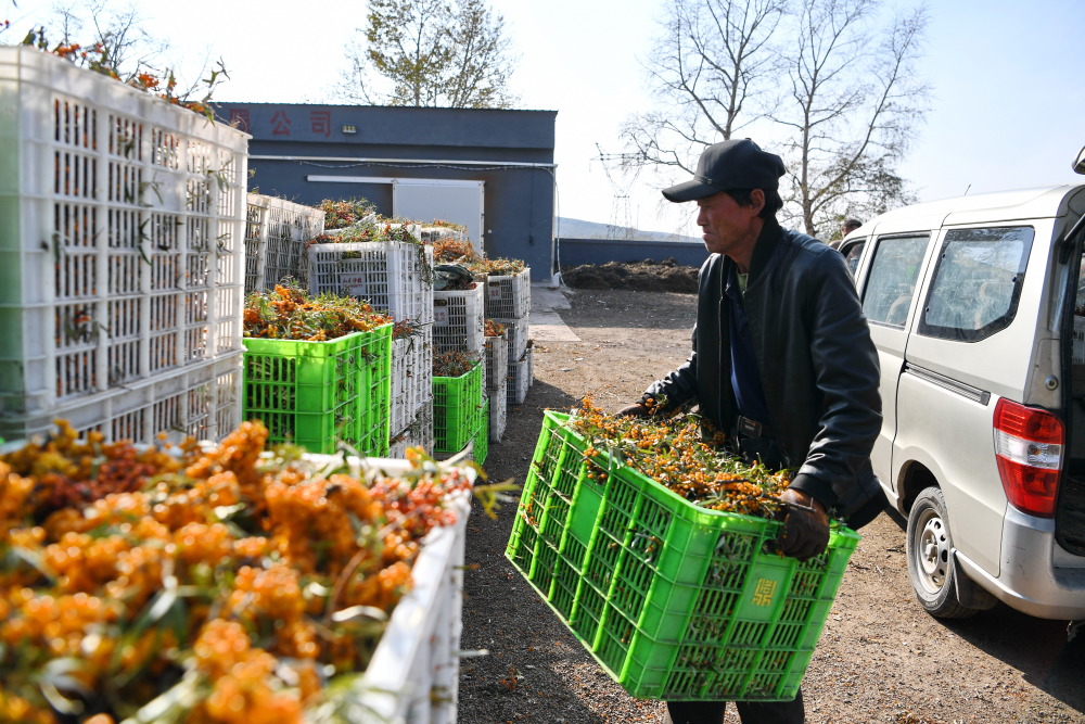 河北沽源小小沙棘果致富大产业