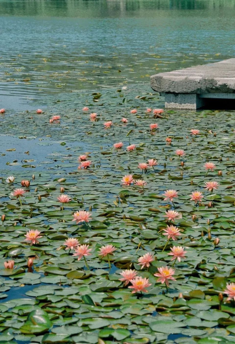 今天8时10分,杭州正式进入!这些地方绿得红了!