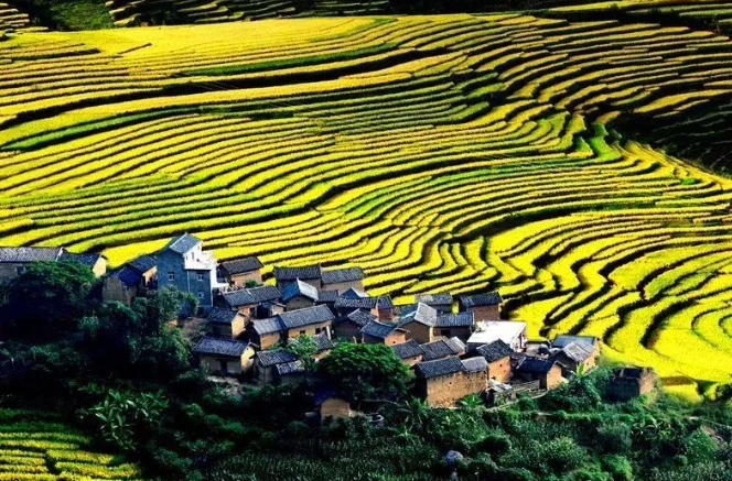 从春种秋收到四季丰收楚雄州农业产业结构优化调整有力有效