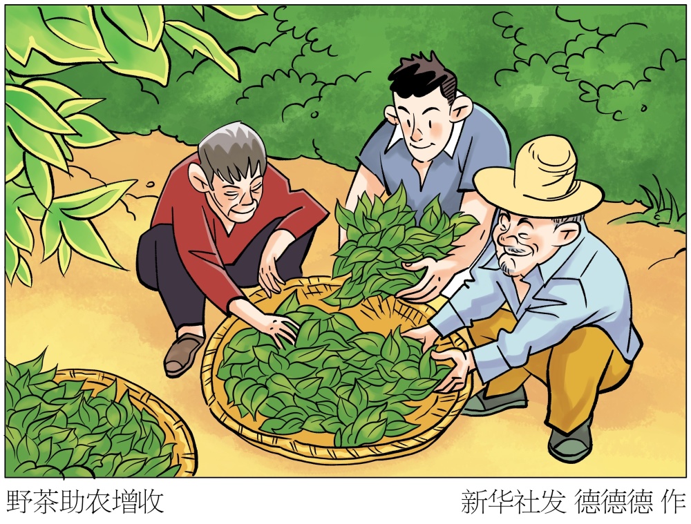 图表漫画经济野茶助农增收
