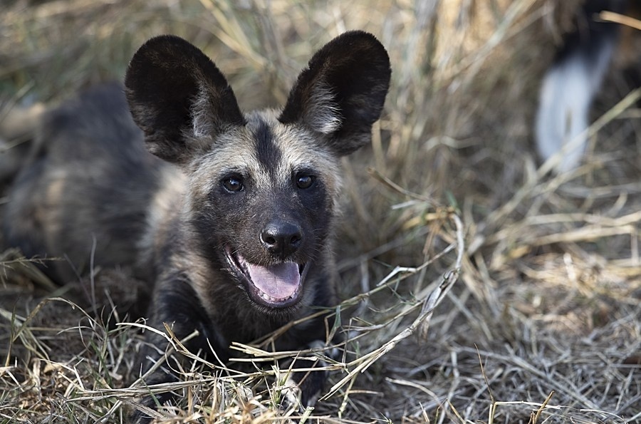 走进非洲丨南非克鲁格国家公园的"神奇动物"