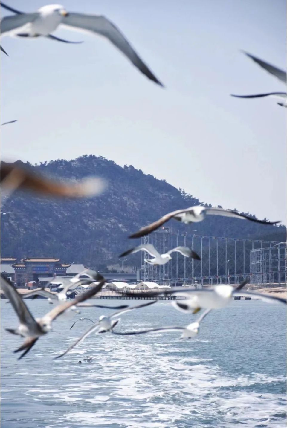 最早看到日出的地方,海鲜便宜到论盆装,一座来了就想定居的网红县城!