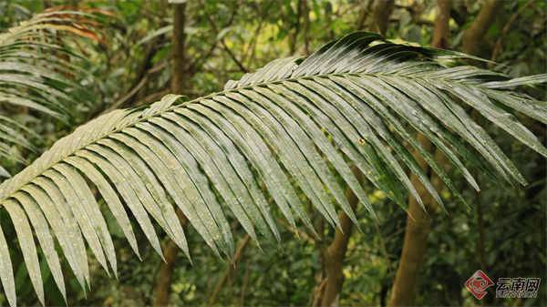 绿春春常绿|像保护眼睛一样保护绿春苏铁