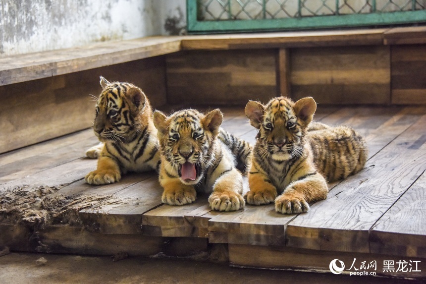 黑龙江:东北虎幼崽茁壮成长
