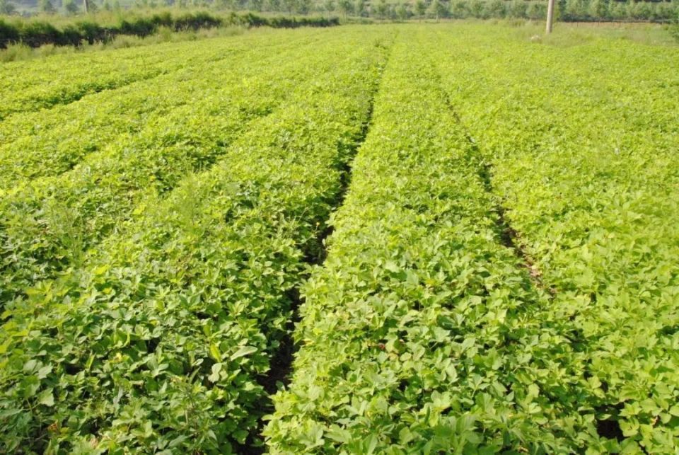 强信心 看发展丨华亭:中药材"链"出致富路