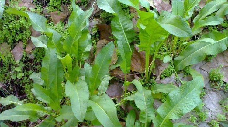 万物有灵 | 极品野菜金不换——野菠菜_腾讯新闻