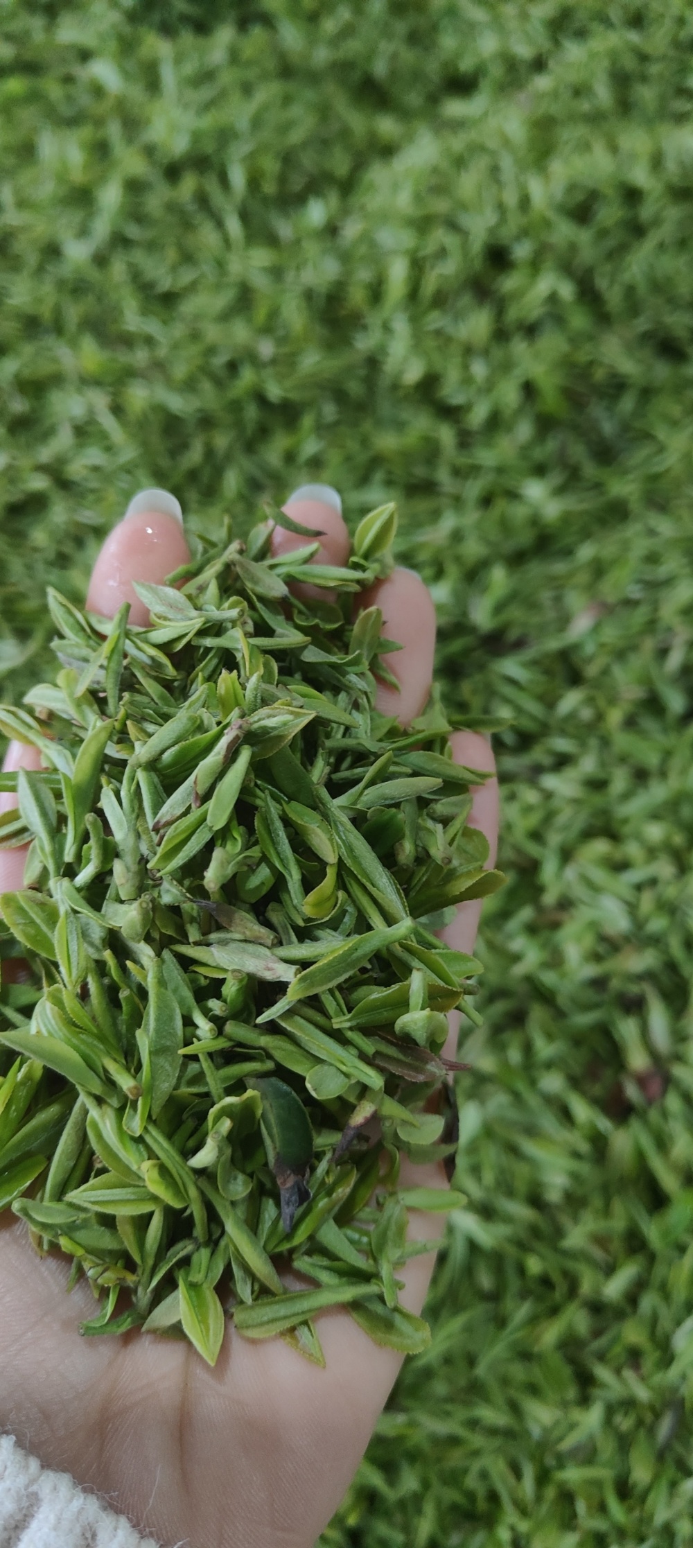 倡导一芽一叶信阳毛尖要与小浑淡划清界限丨顶端100