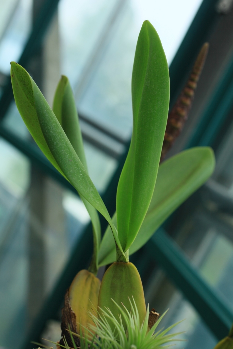 植物园里有"大眼镜蛇"出没?原来是它开花啦!