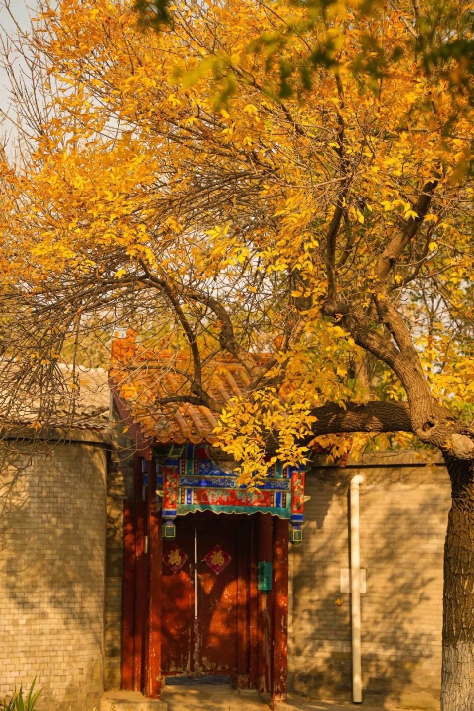 北京的秋天有点可爱37o08000102o0800010237