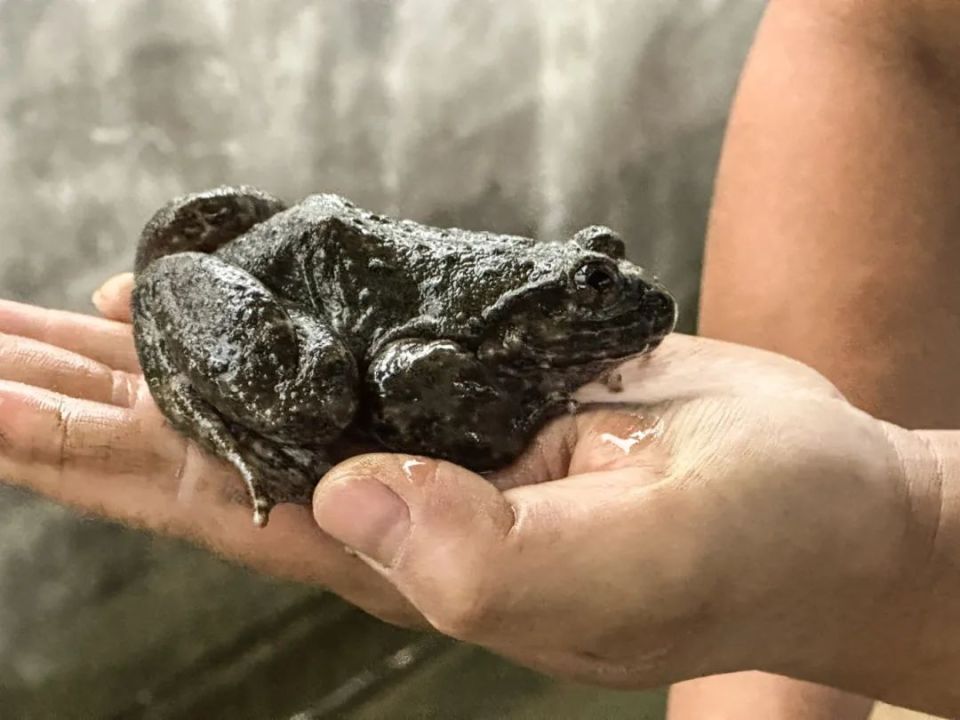 2016年刘小超看到了生态石蛙的巨大市场于是四处考察,学习养殖技术