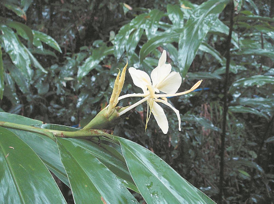 【历史文化】唤鱼池畔飞来凤‖邵永义