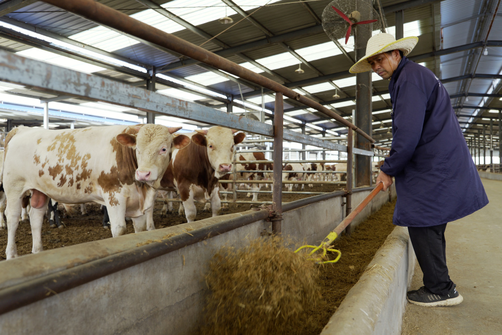 新华社记者 李嘉南 摄5月20日,村民在李寨村小番茄种植大棚内剪枝.
