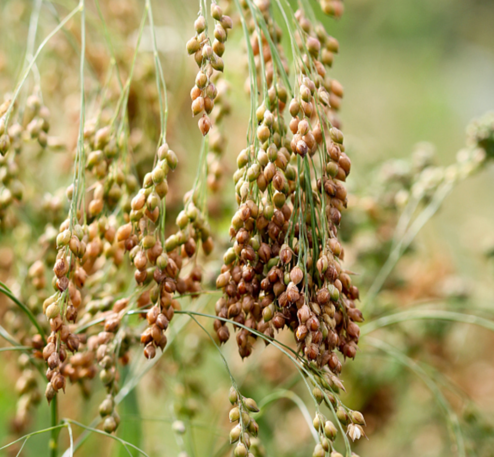 果实叫黍子,又称"糜子",碾成米称黄米,颜色比小米浅,米粒比小米大,有