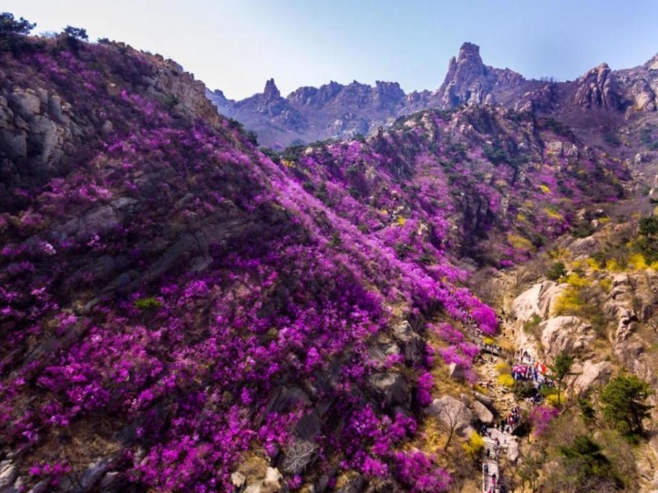 在我们山东就有三处杜鹃花海为大家熟知:日照五莲山,青岛大珠山和威海
