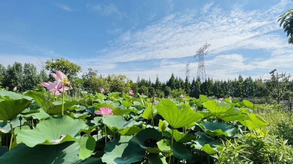 书记推荐官丨我们来到了四团镇五四村!