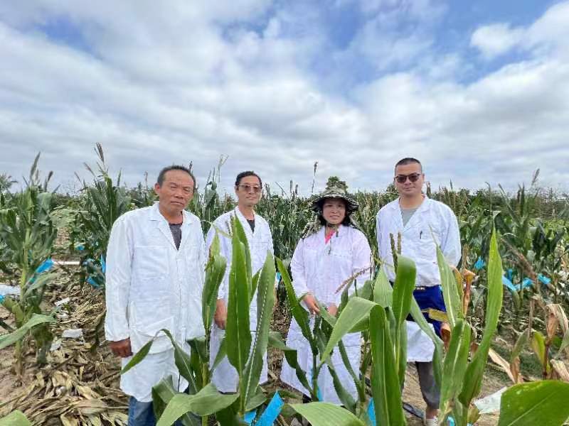 北京农学院张秋芝团队南繁北育培育玉米新品种