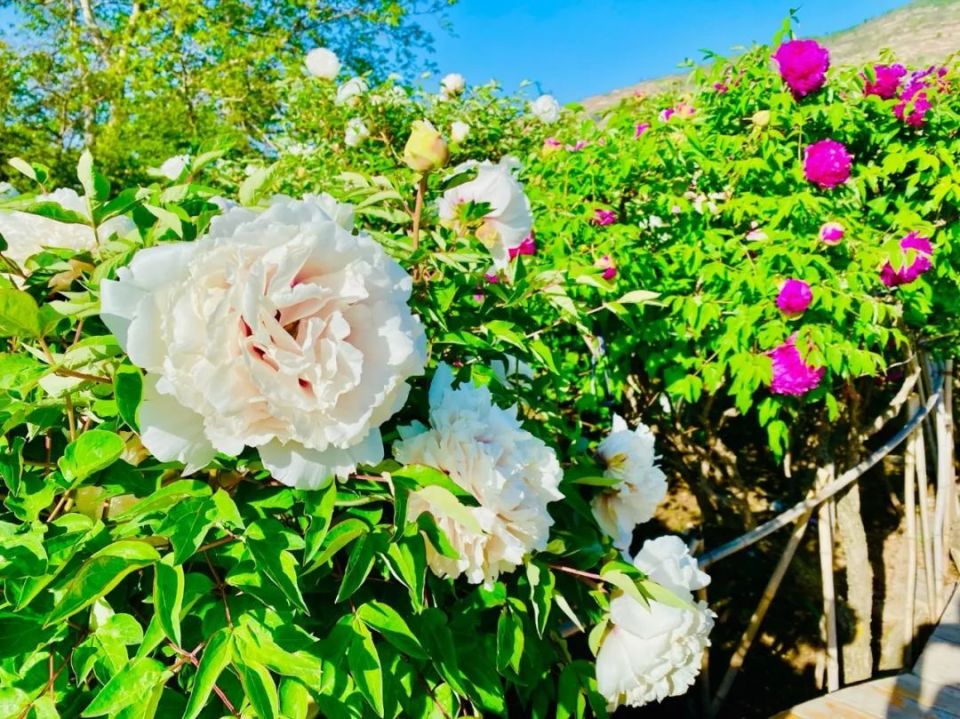 临洮曹家坪牡丹园