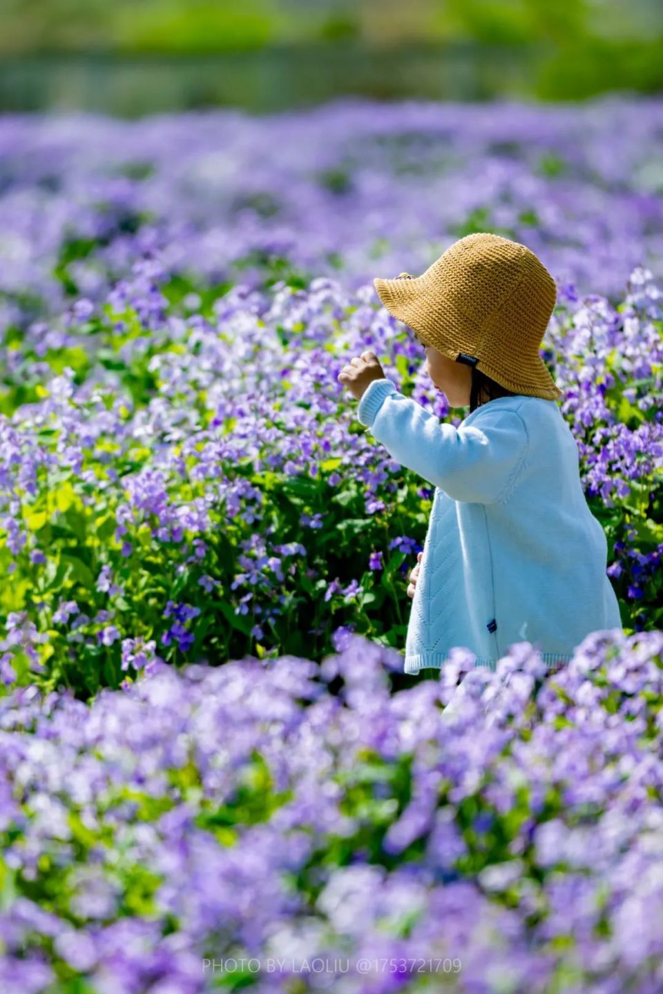 日照这里"藏"着一片花海!_腾讯新闻