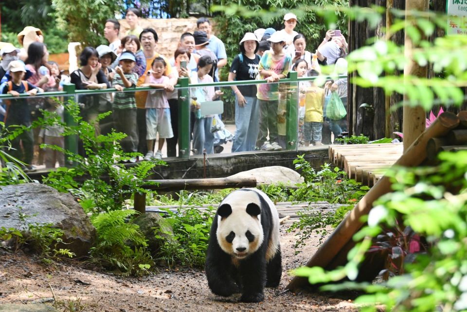 深圳野生动物园动物端午节乐享特色粽子