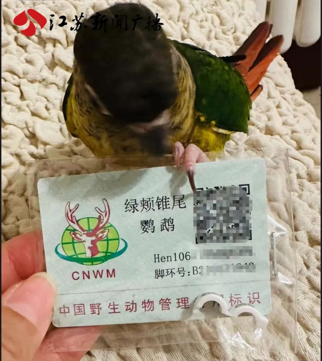 7种鹦鹉可合法购买饲养非法养殖或触刑-腾讯新闻