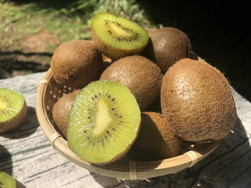 周至徐香猕猴桃有多润?边吃边用手接!比布丁还软嫩!_腾讯新闻