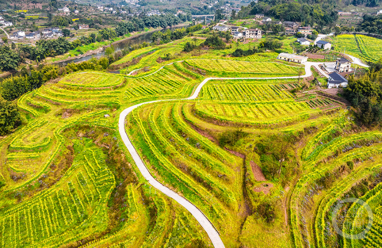 《春意盎然的美丽乡村》组照五 彭伟 摄于渝北区石船镇民利村《春意