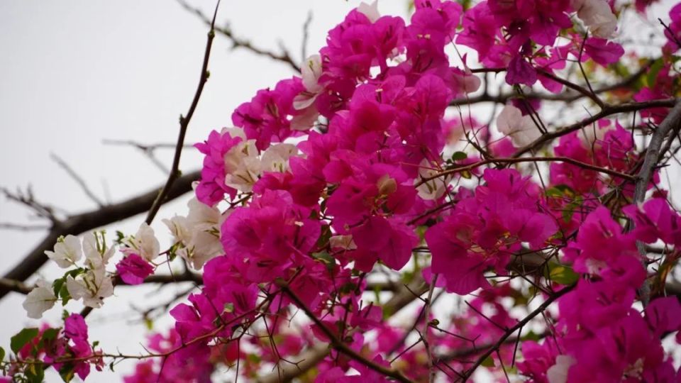 簕杜鹃也叫三角梅,叶子花花期长,花色艳姹紫嫣红随处可见绽放在城市的