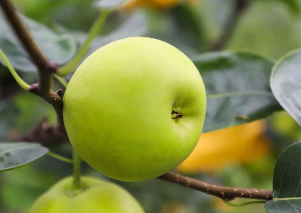 快来兴文摘梨子咯