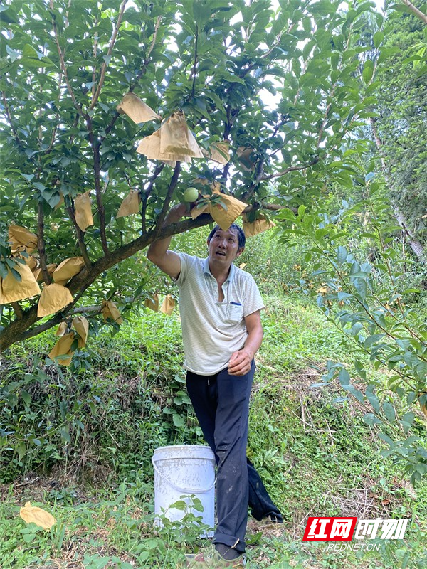 朱忠达)7月18日,汝城县土桥镇青龙村奈李基地的奈李进入采摘期,一颗颗