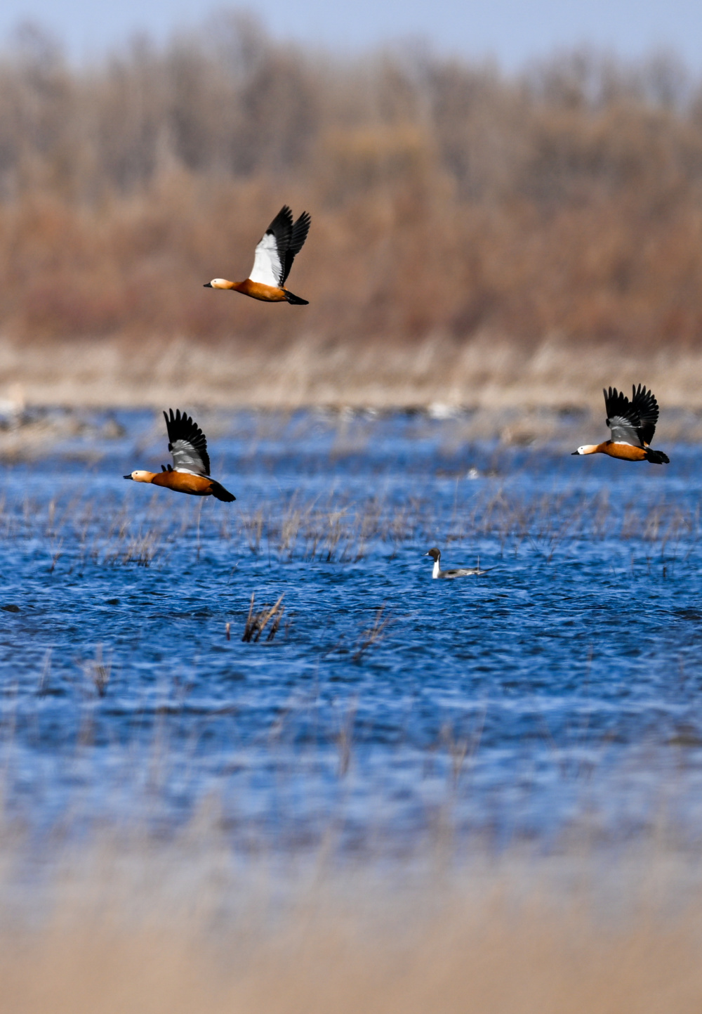 内蒙古通辽候鸟翔集孟家段