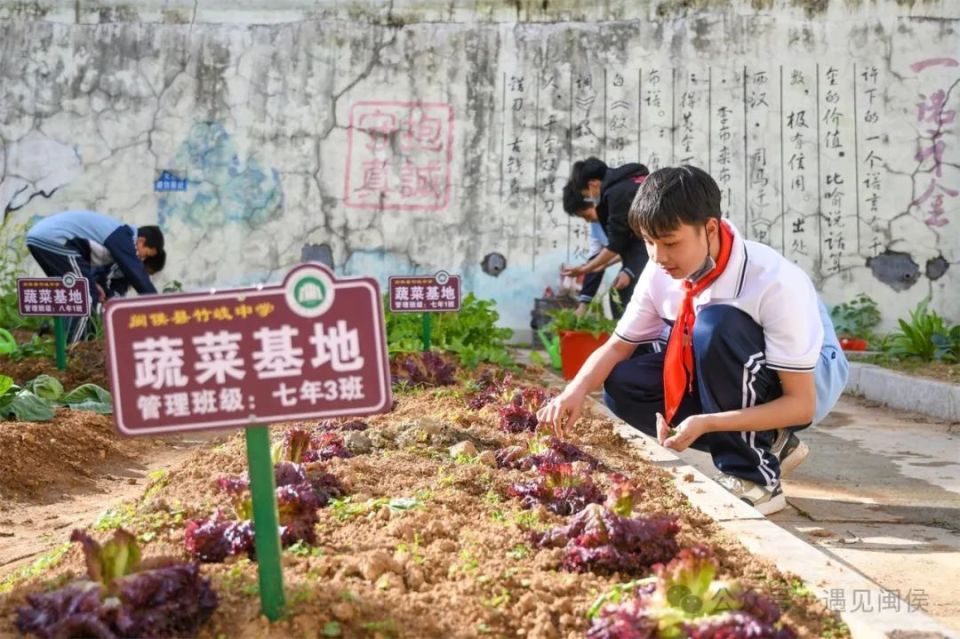 (竹岐中学劳动教育基地里,学生化身"小农人"61陈秋霞/摄)如今,在