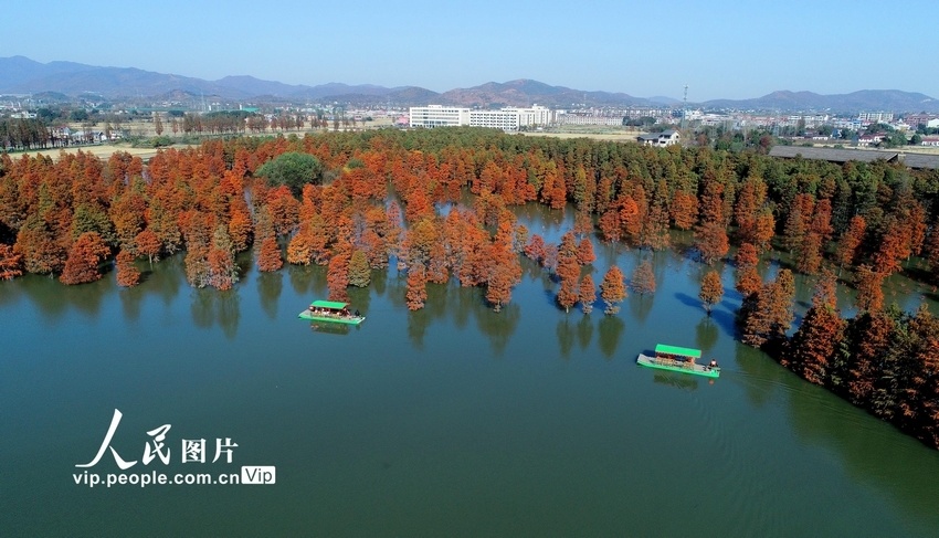 2023年11月24日,安徽省合肥市庐江县柯坦镇大汉塘,"水中森林"层林尽染