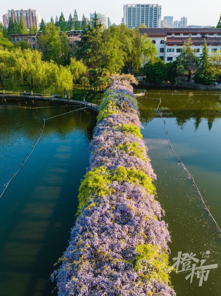 浙江看紫藤花的景区图片