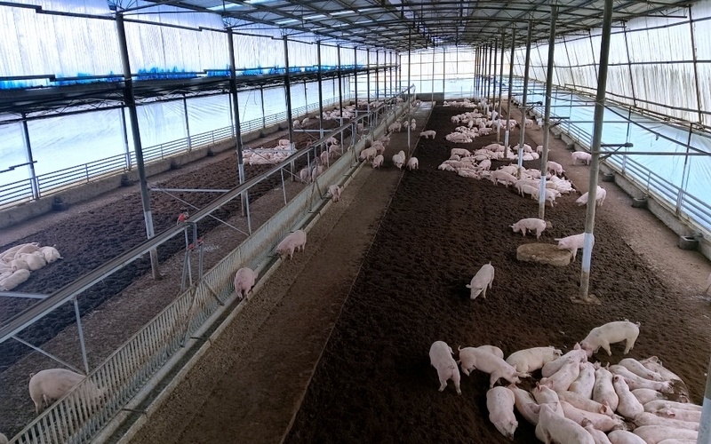 猪倌乐园养殖基地.——强化动物疫病防控.