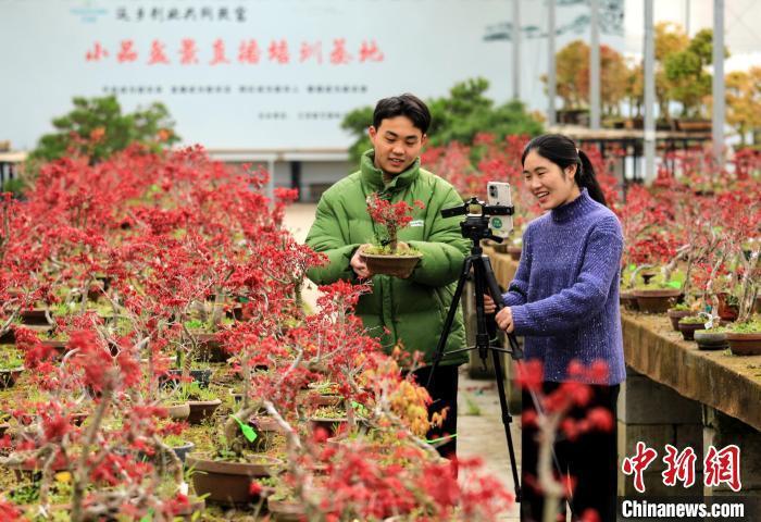 江苏花乡的花木电商诚信经