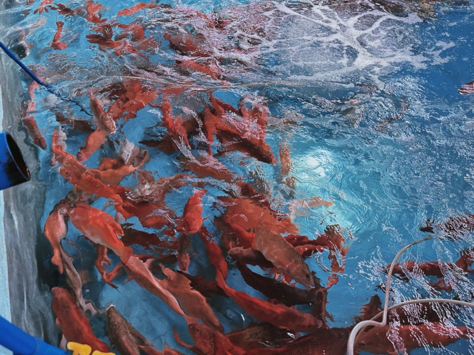 海中"红玫瑰"如何"游进"千家万户?_腾讯新闻