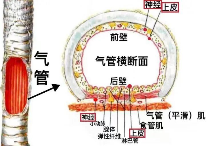 这是因为末梢神经广泛存在于大,小气道上皮粘膜层以下,病毒导致气管内