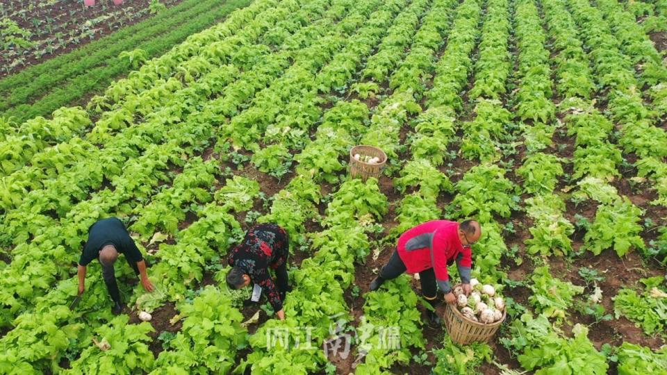 椑木镇千亩水晶萝卜喜获丰收