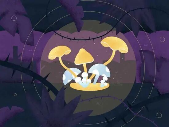 动物怎么测血氧Nat Neurosci：致幻剂如何欺骗大脑的血氧信号？华盛顿大学团队揭示其通过解耦神经血管耦合欺骗大脑的机制​_https://www.jmylbn.com_新闻资讯_第1张