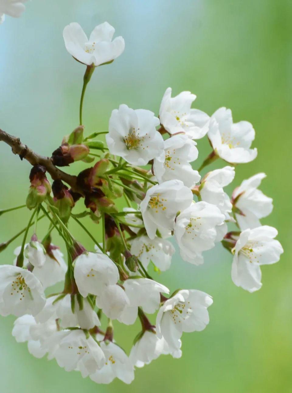 4月的浪漫是樱花给的,山东"醉"美赏樱地来了!_腾讯新闻