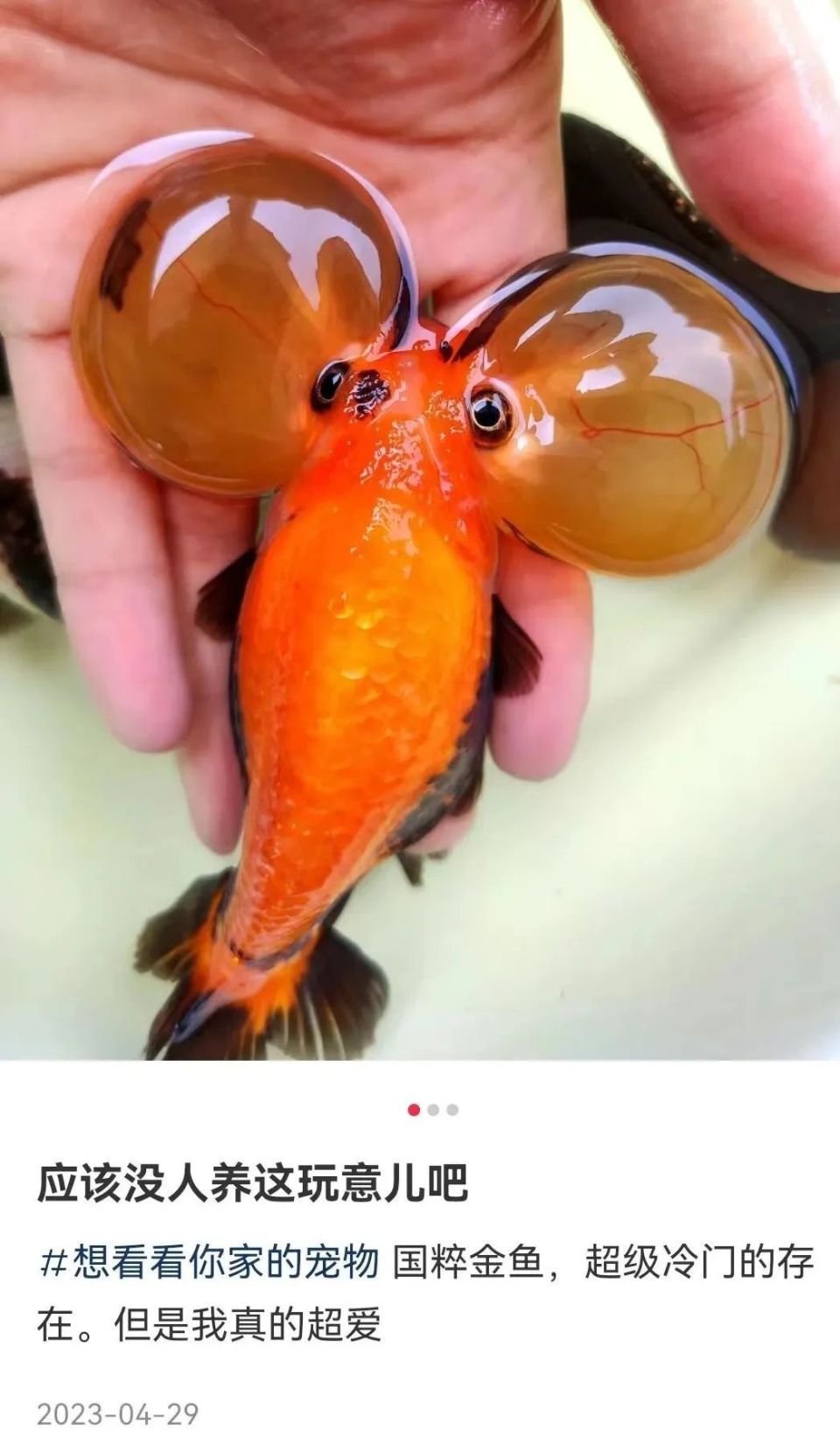丑鱼,成为了年轻人的情绪消费密码 |【经纬低调分享】