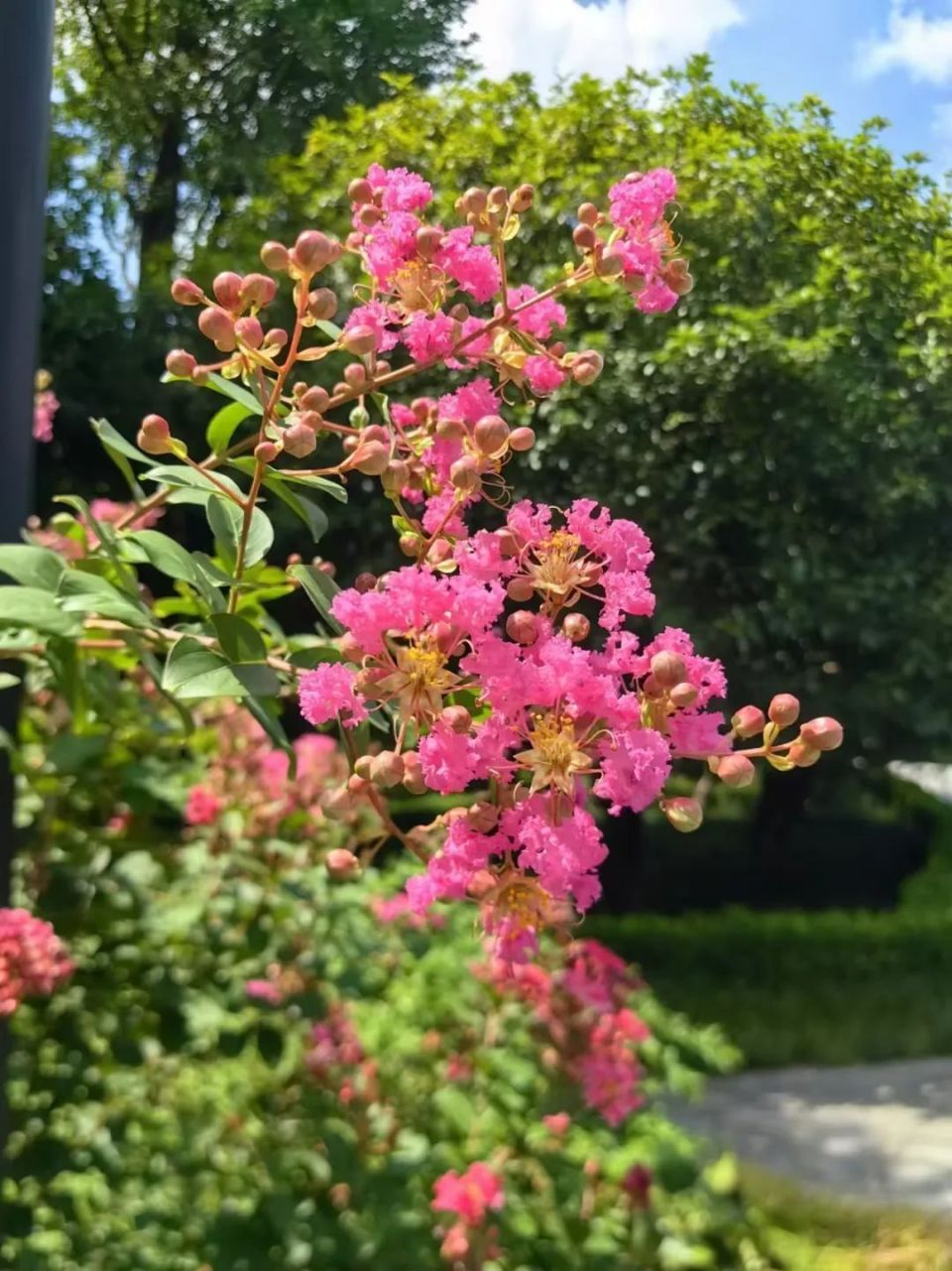 紫薇花盛放这份姹紫嫣红的浪漫等你来邂逅