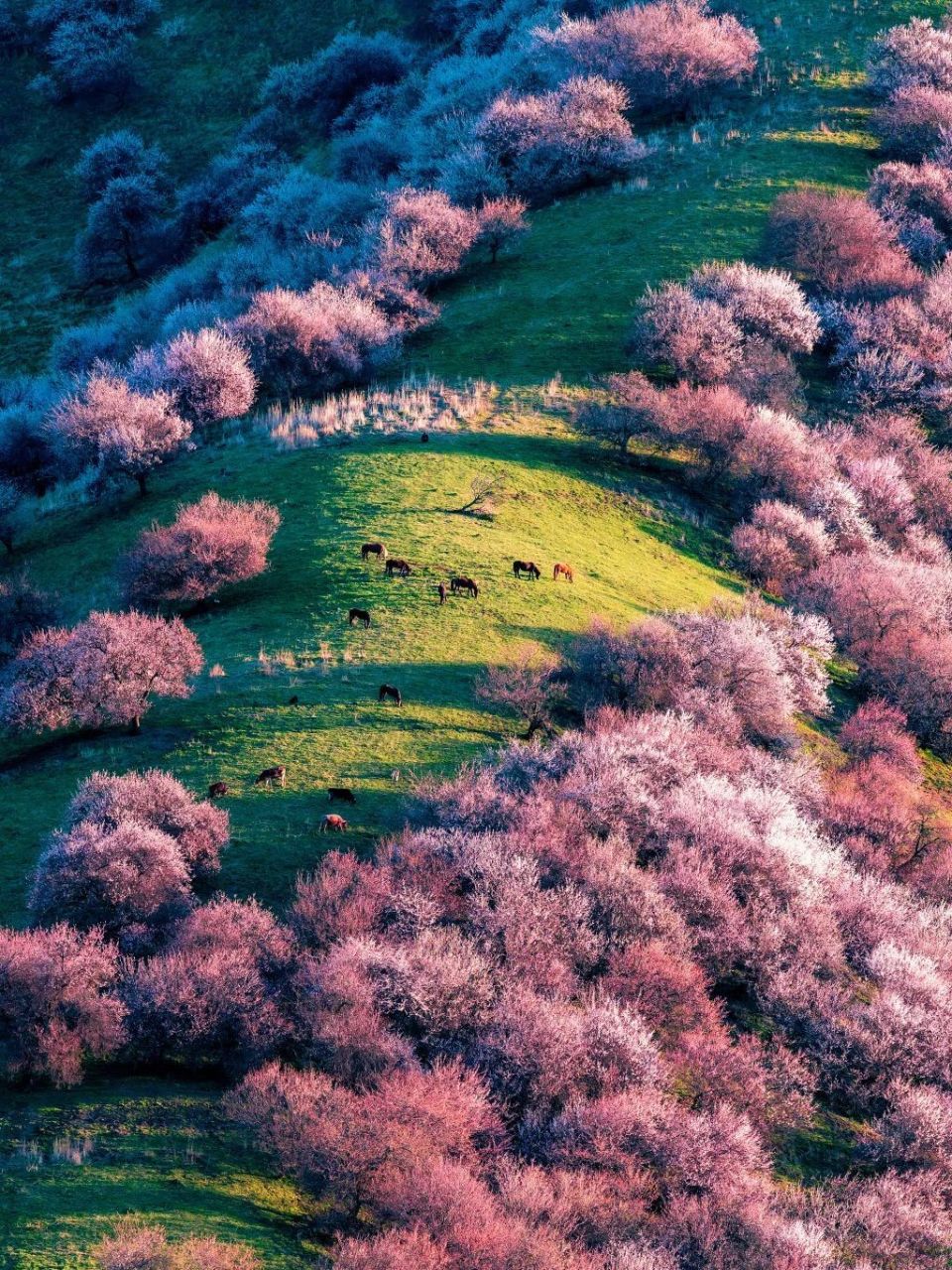依次为:伊犁天山花海景区石竹花海,吐尔根杏花沟,天山红花,霍城薰衣草