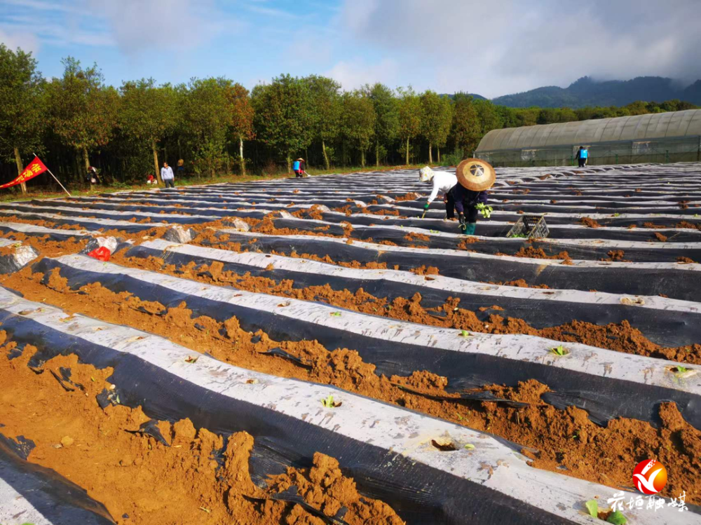 烟苗,清理苗盘,打穴放烟苗,浇定根水,大家来回穿梭在翻耕好的垄沟间