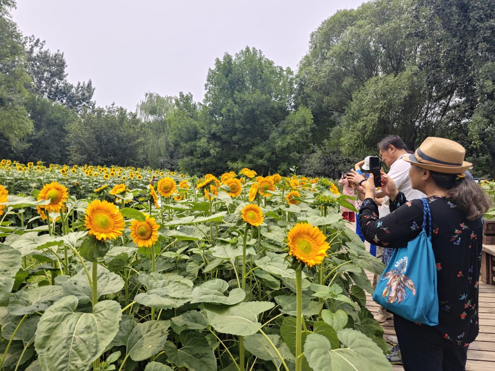 奥森向日葵花开正美,拍照请不要钻进花海里