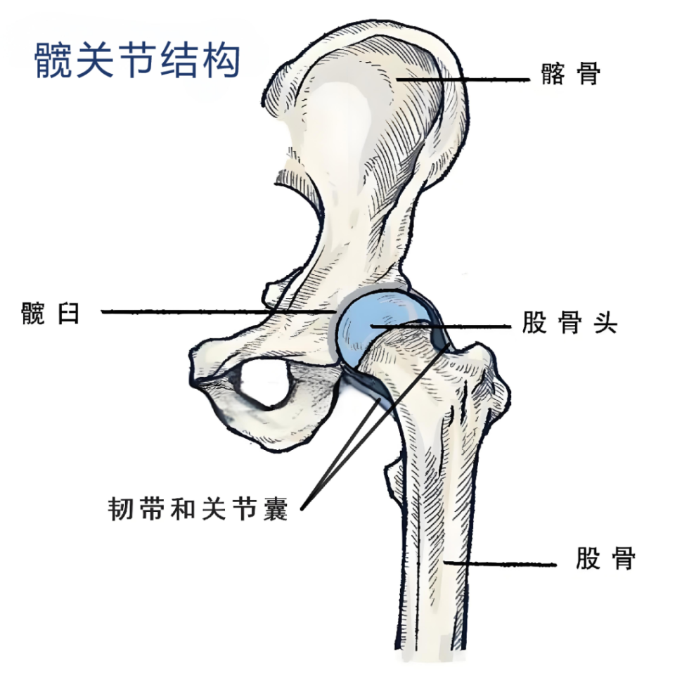 髋臼的位置图片图片