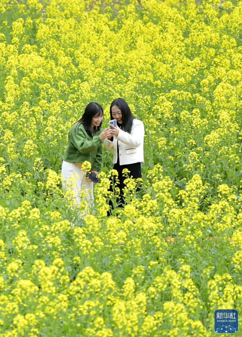 赏花图踏青图片