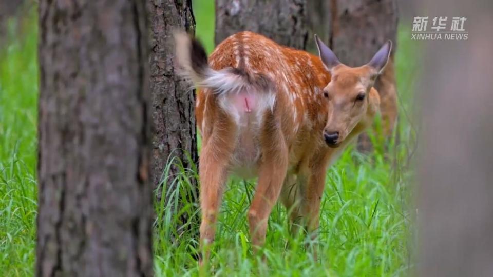 仲夏时节,位于齐齐哈尔市拜泉县的黑龙江仙洞山梅花鹿国家级自然保护