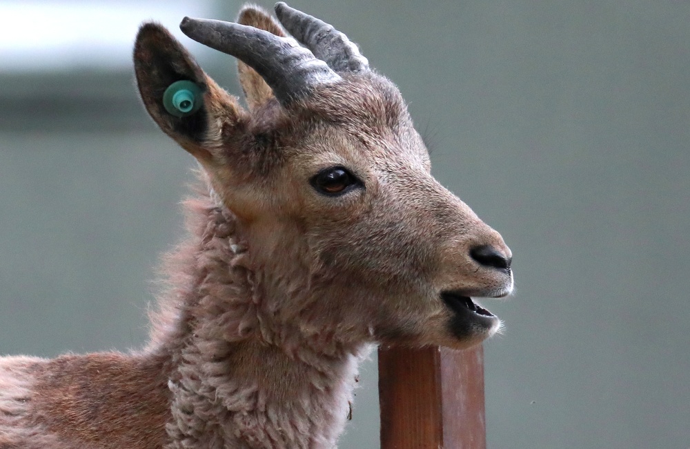 俄罗斯罗伊夫鲁奇动物园