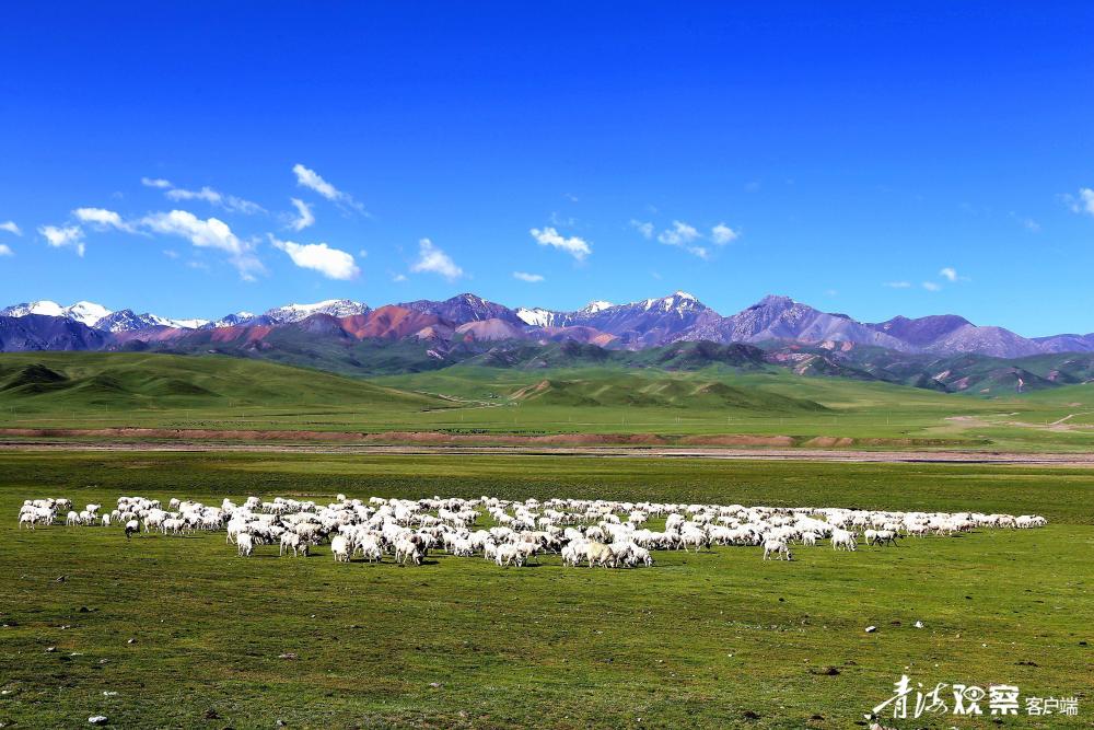 大美青海背景图图片